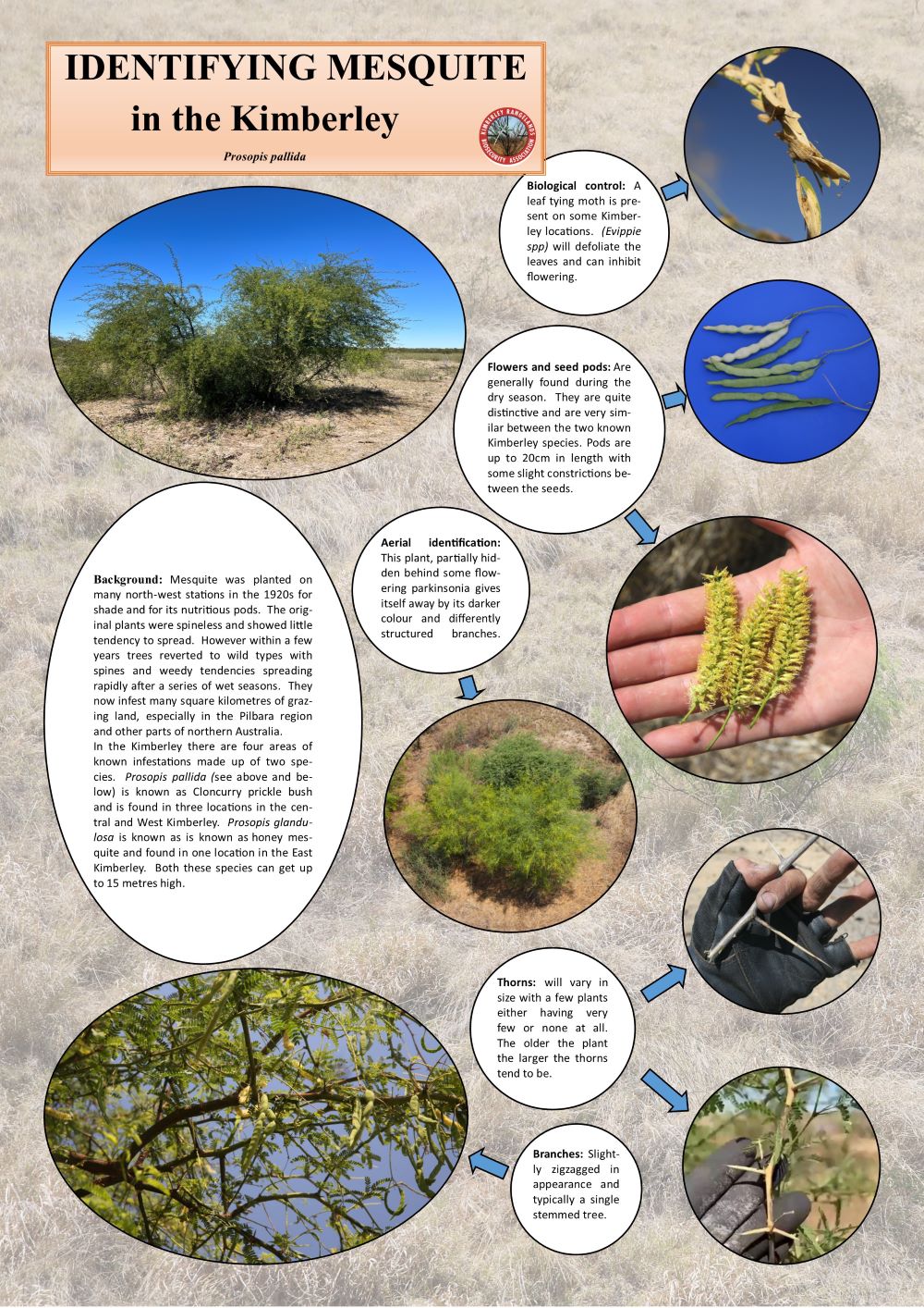 RMesquite poster Prosopis pallida speciesr